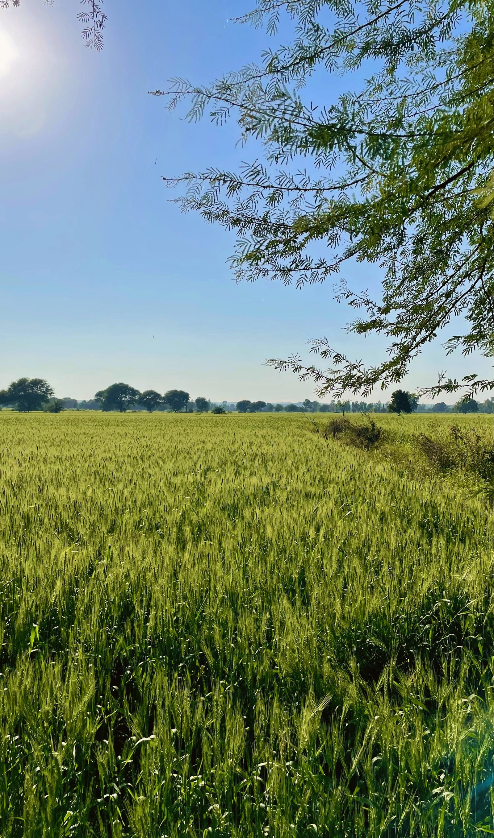 Grains and rice