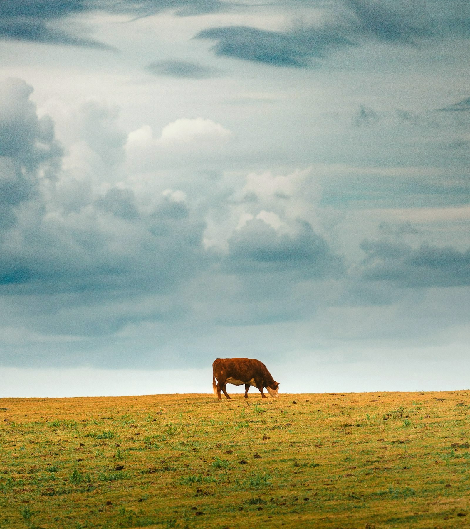 Dairy