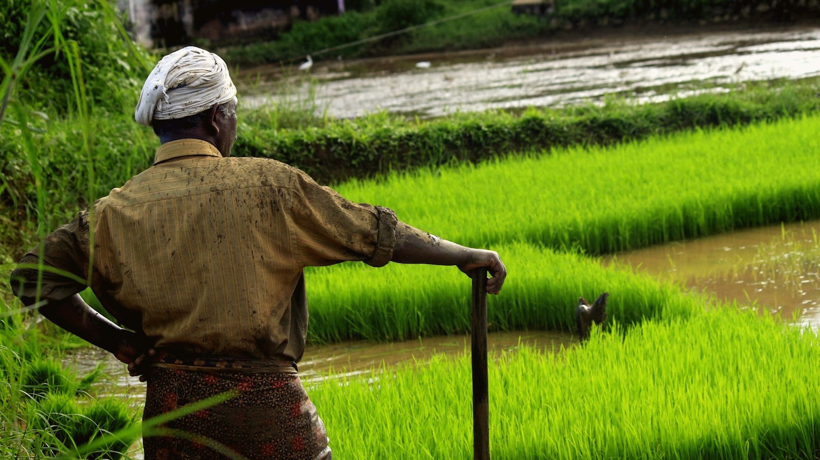 Farmer in paddy field