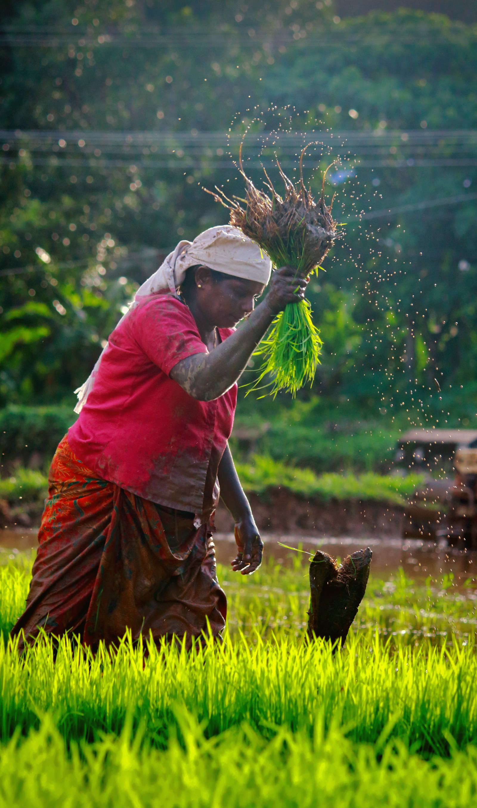 Bihar farmer with harvest